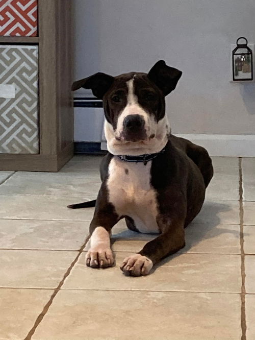 HARLEY
