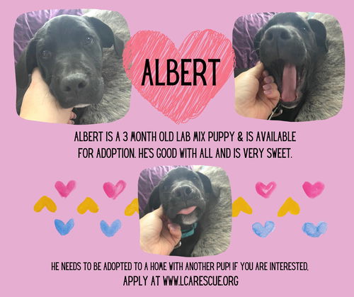 ALBERT