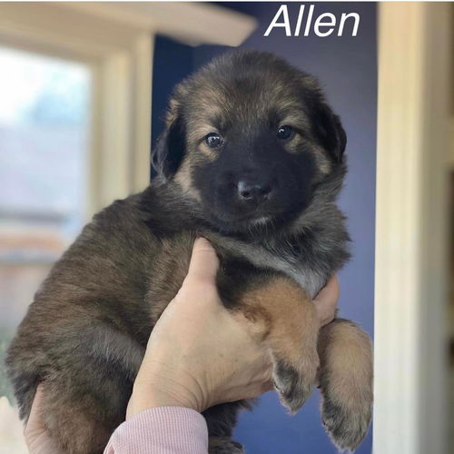 ALLEN