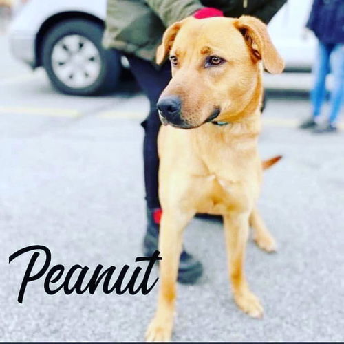 PEANUT