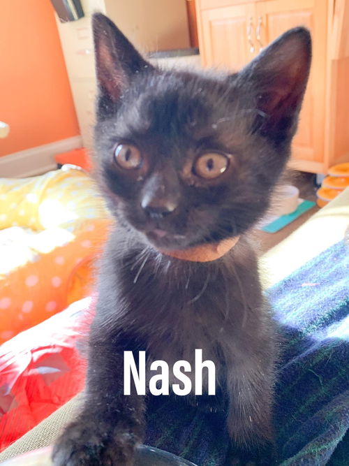 NASH