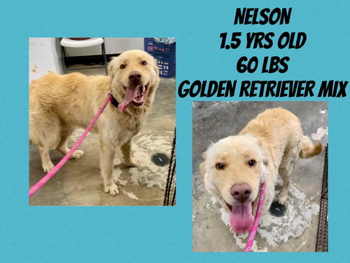 NELSON