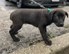 BALOO