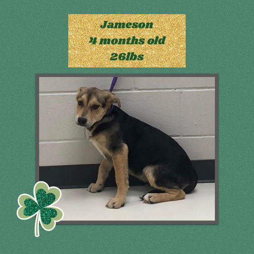 JAMESON