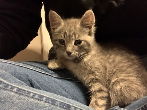 FRANKIE