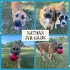 NATHAN