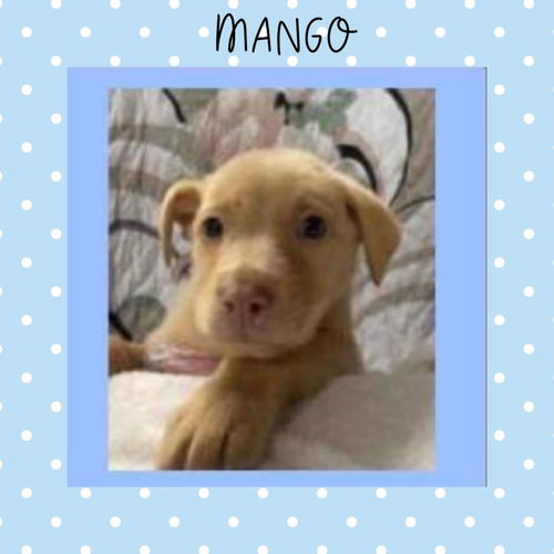 MANGO