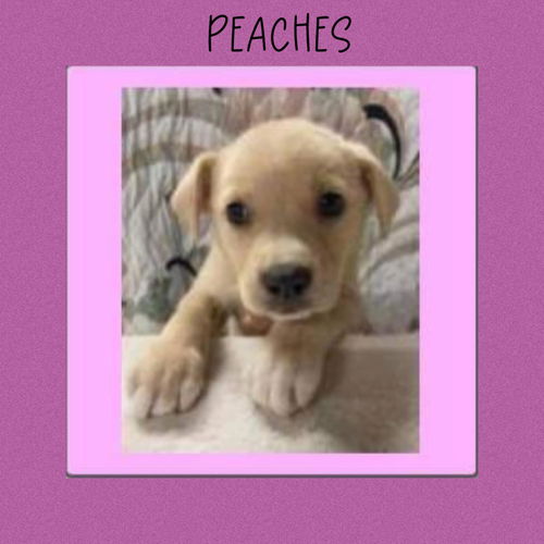 PEACHES