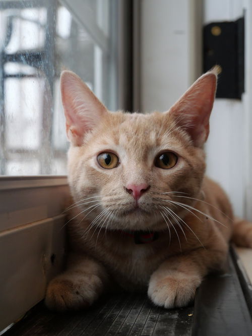 JALAPENO
