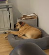 LUCAS - Photo 3