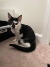 OREO