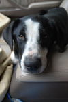 MAGGIE