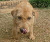 ALF