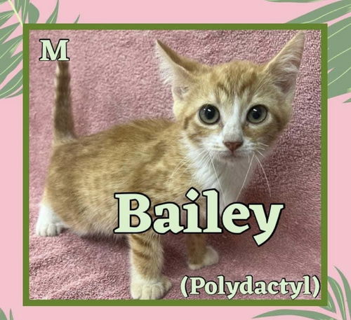 BAILEY *POLYDACTYL