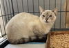 NEPTUNE (Siamese)