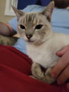 NEPTUNE (Siamese)