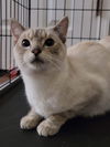 NEPTUNE (Siamese)