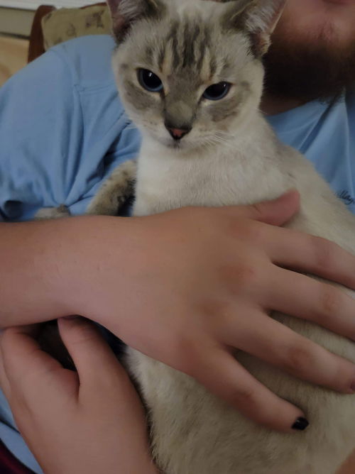 NEPTUNE (Siamese)