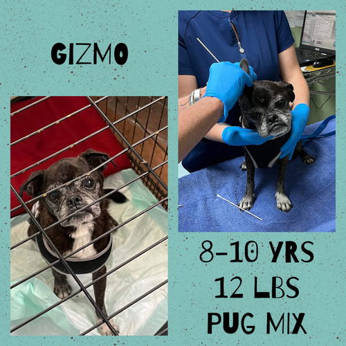 GIZMO
