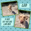 LEO