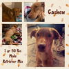 CASHEW
