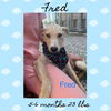 FRED