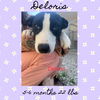 DELORIS