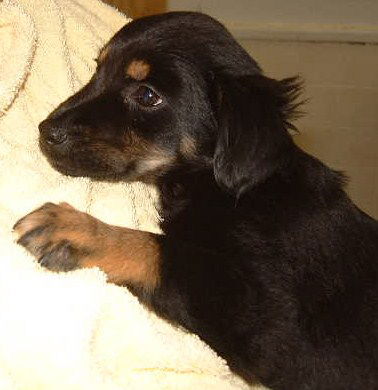 ZOE