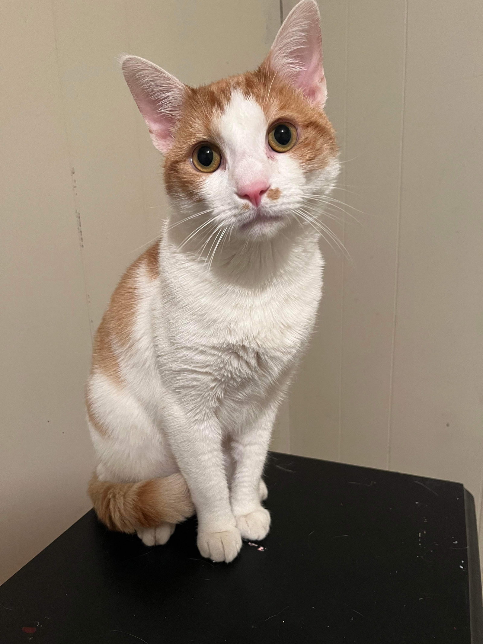 Cats for Adoption in Stratford, Connecticut Alpha Paw