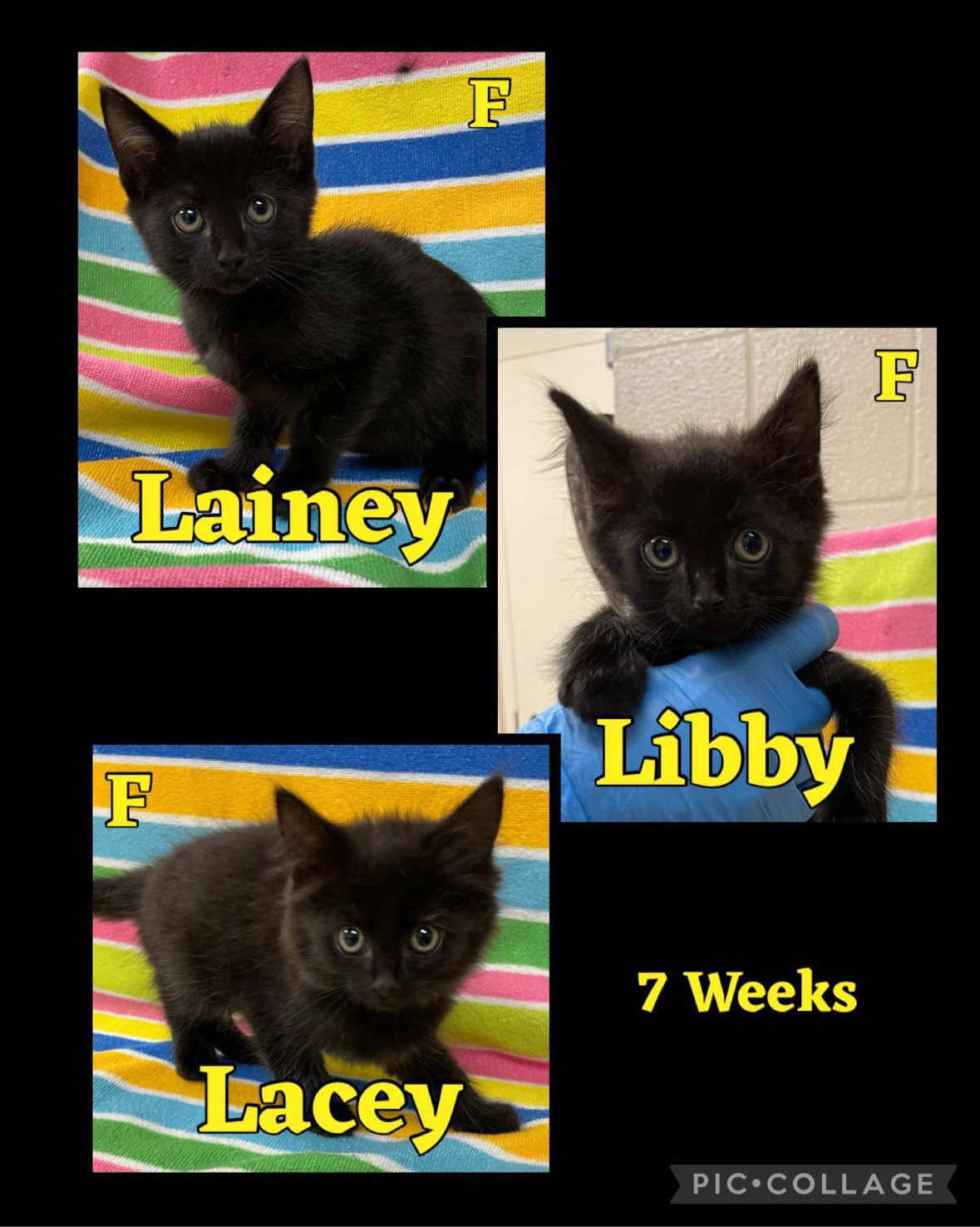 Cats for Adoption in Stratford, Connecticut Alpha Paw