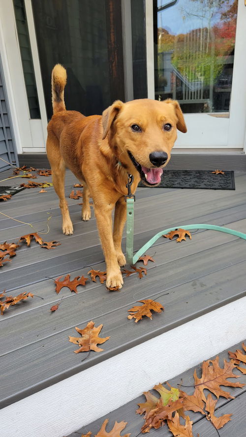 PEDRO