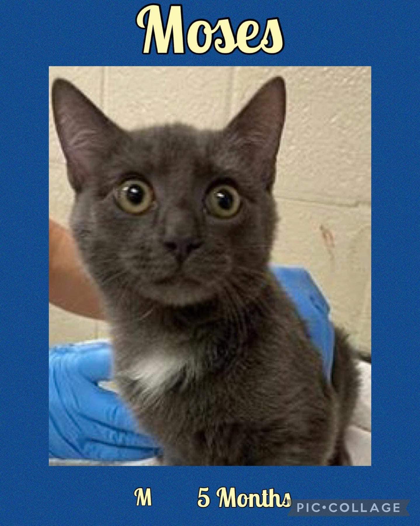 Cats for Adoption in Chester Center, Connecticut Alpha Paw
