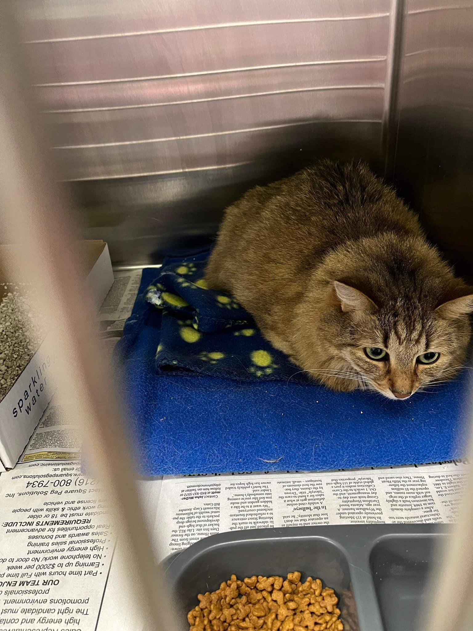 Cats for Adoption in East Northport, New York Alpha Paw