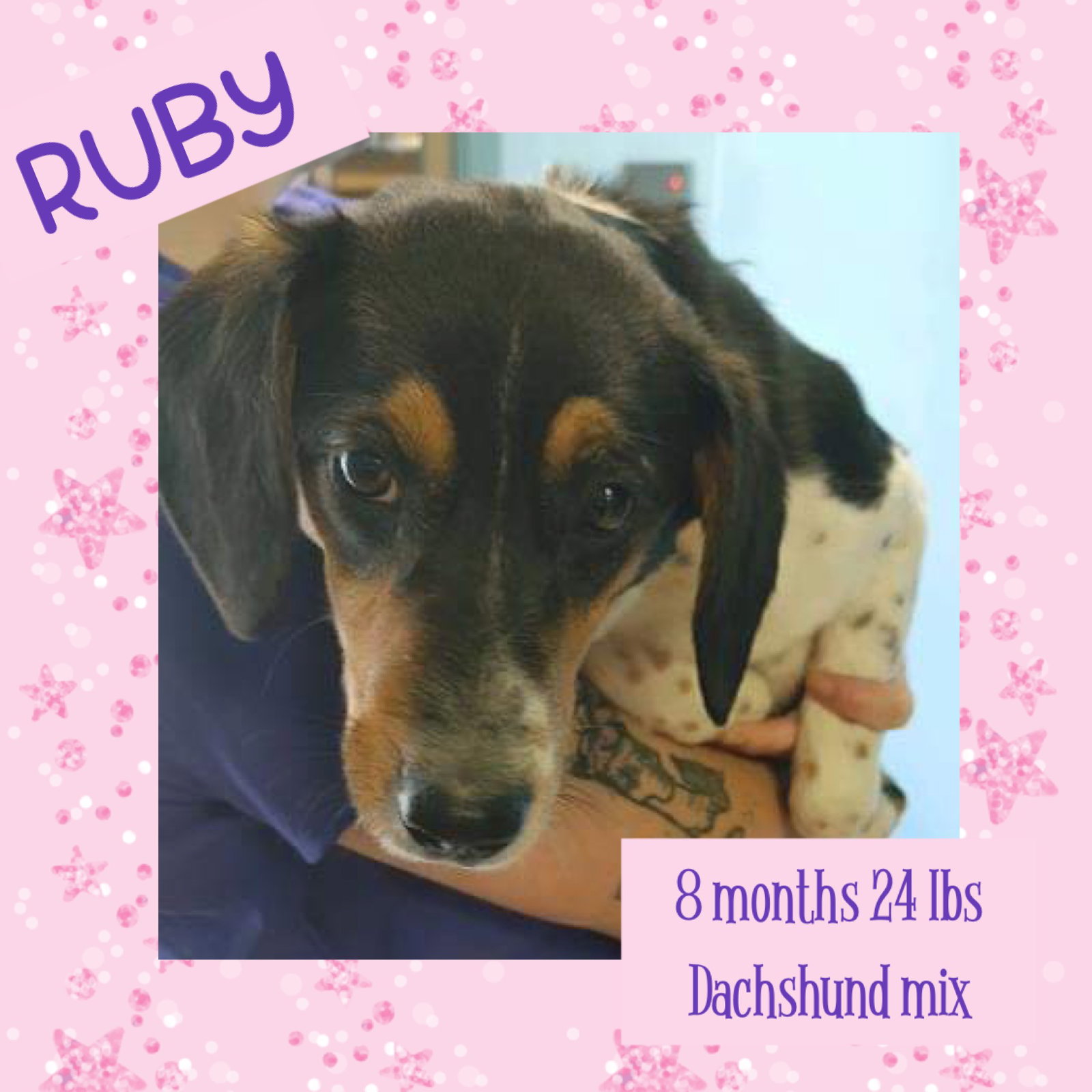 Dog for Adoption RUBY, a Dachshund in Sag Harbor, NY Alpha Paw