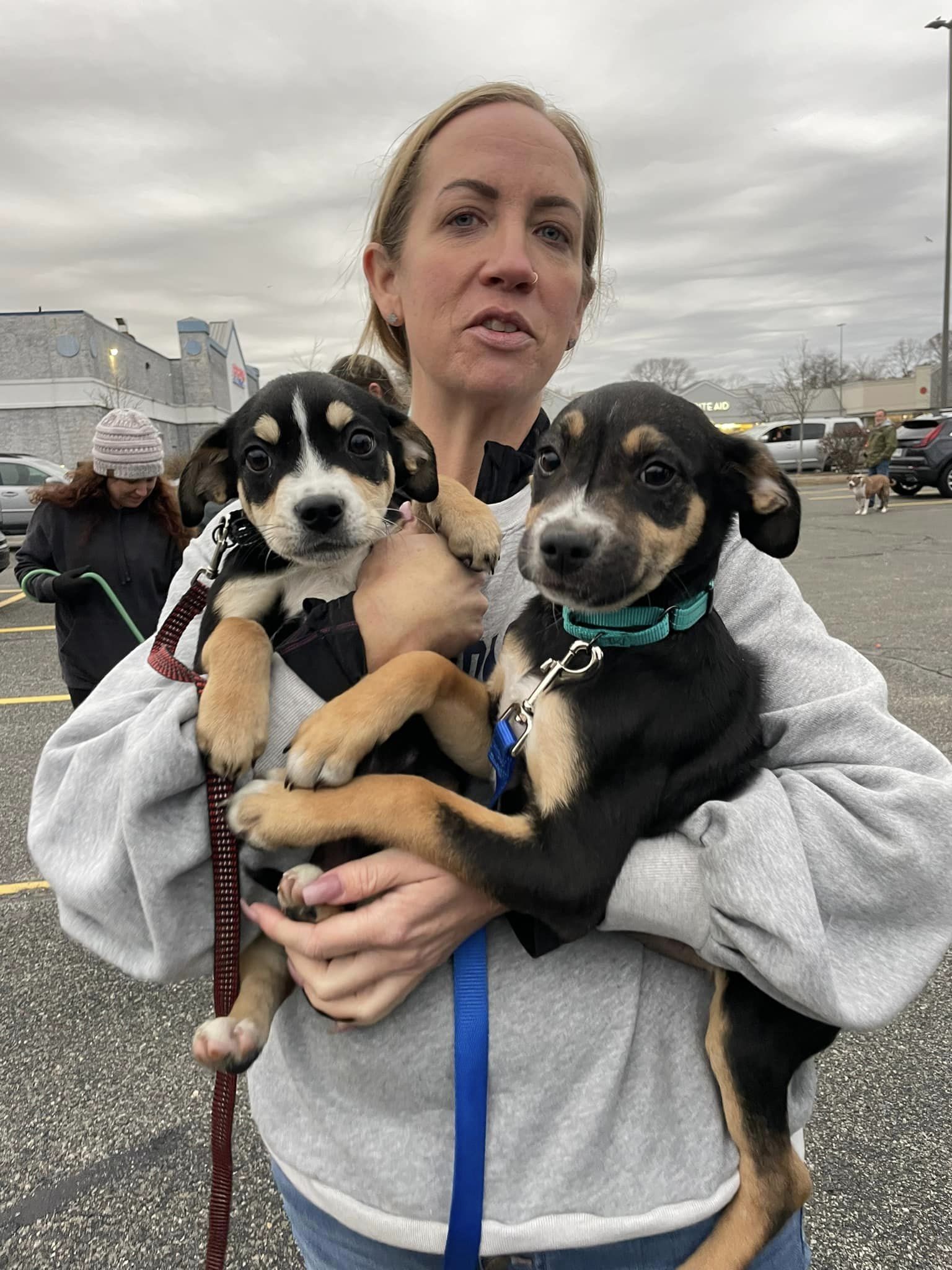 dog-for-adoption-mr-potts-a-shepherd-in-sag-harbor-ny-alpha-paw