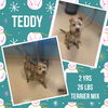 TEDDY