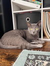 FELICITY