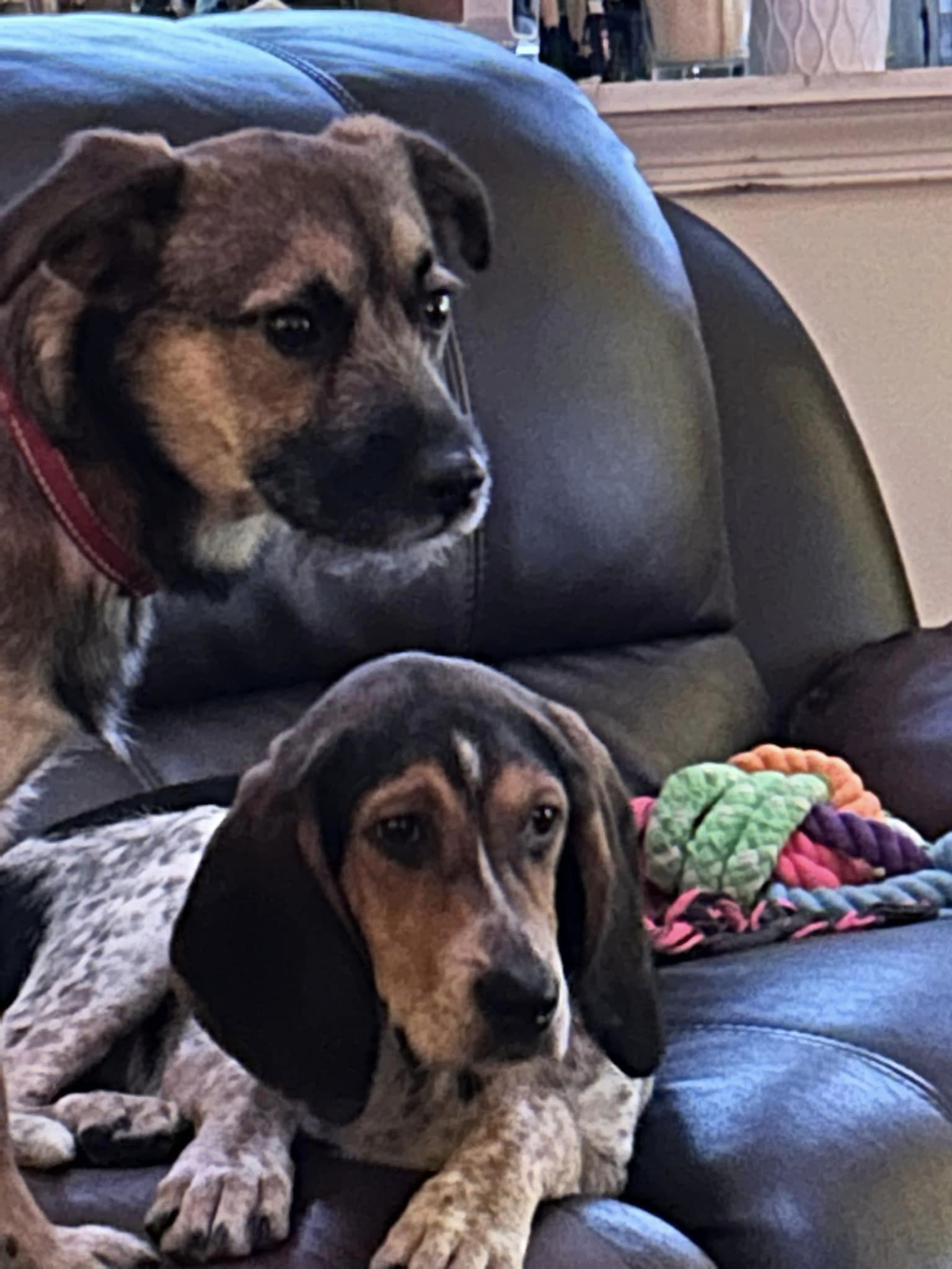 Dog for Adoption - FERN, a Hound in New Haven County, CT | Alpha Paw