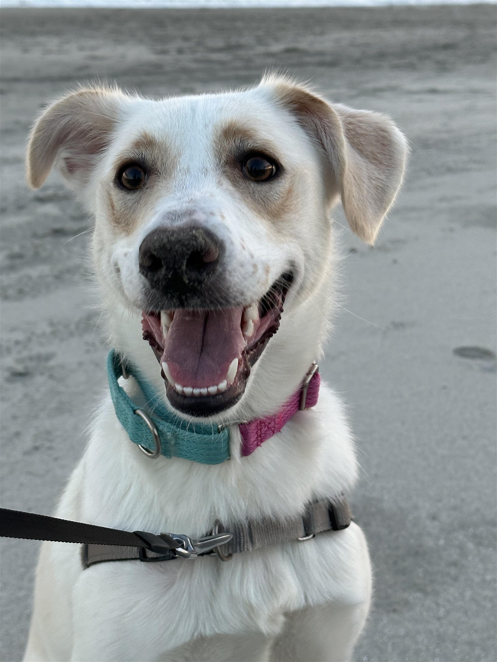 adoptable Dog in Woodbury, NY named MILLIE