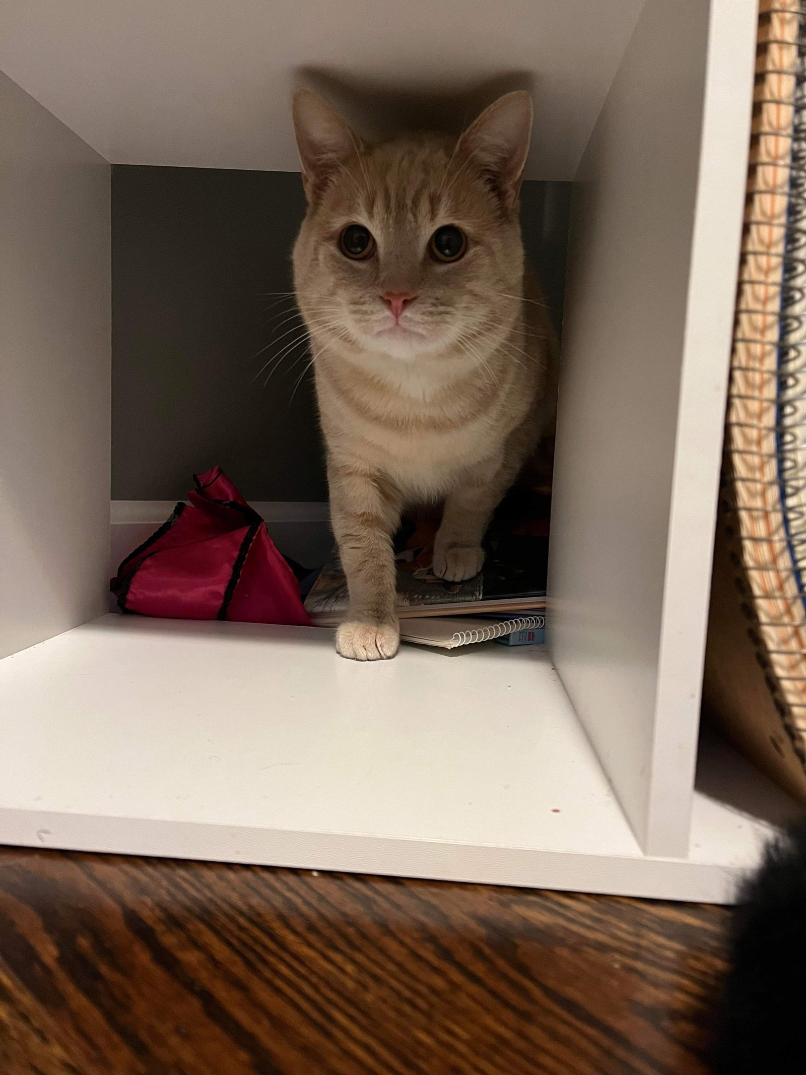 Cats for Adoption in Queens, New York Alpha Paw