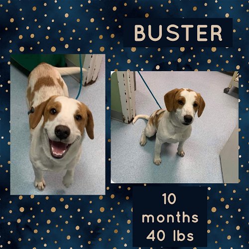 BUSTER
