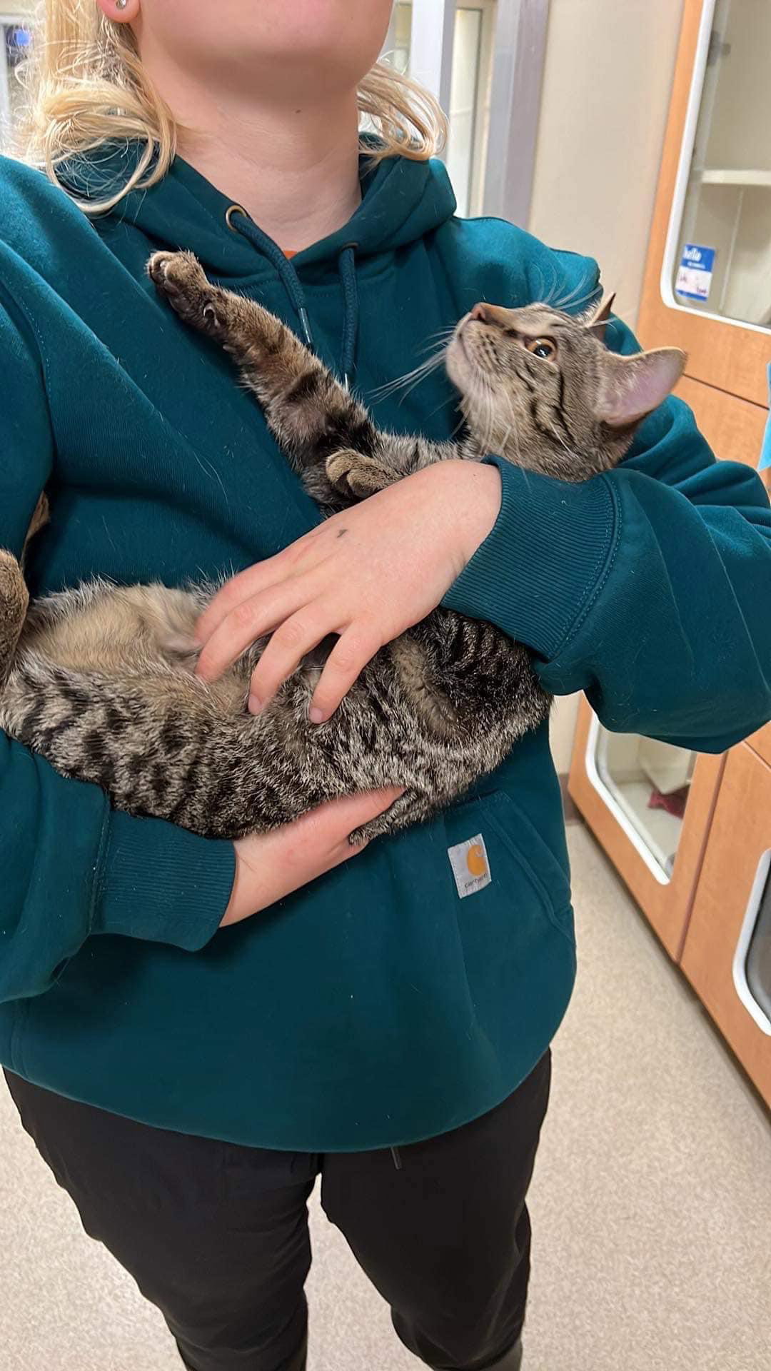 Cats for Adoption in Riverside, New York | Alpha Paw