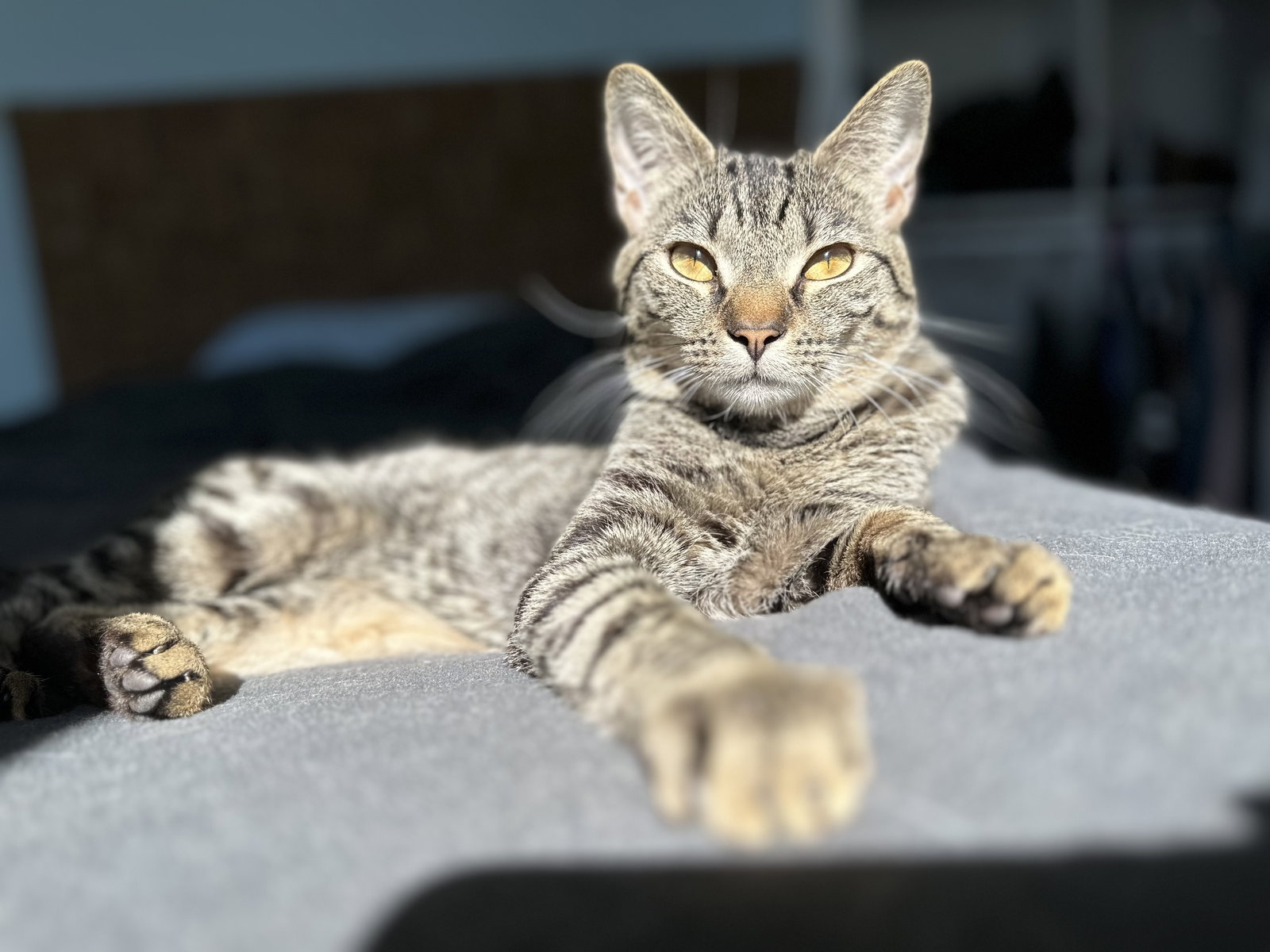 Cats for Adoption in Riverside, New York Alpha Paw