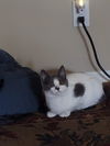 PEBBLES