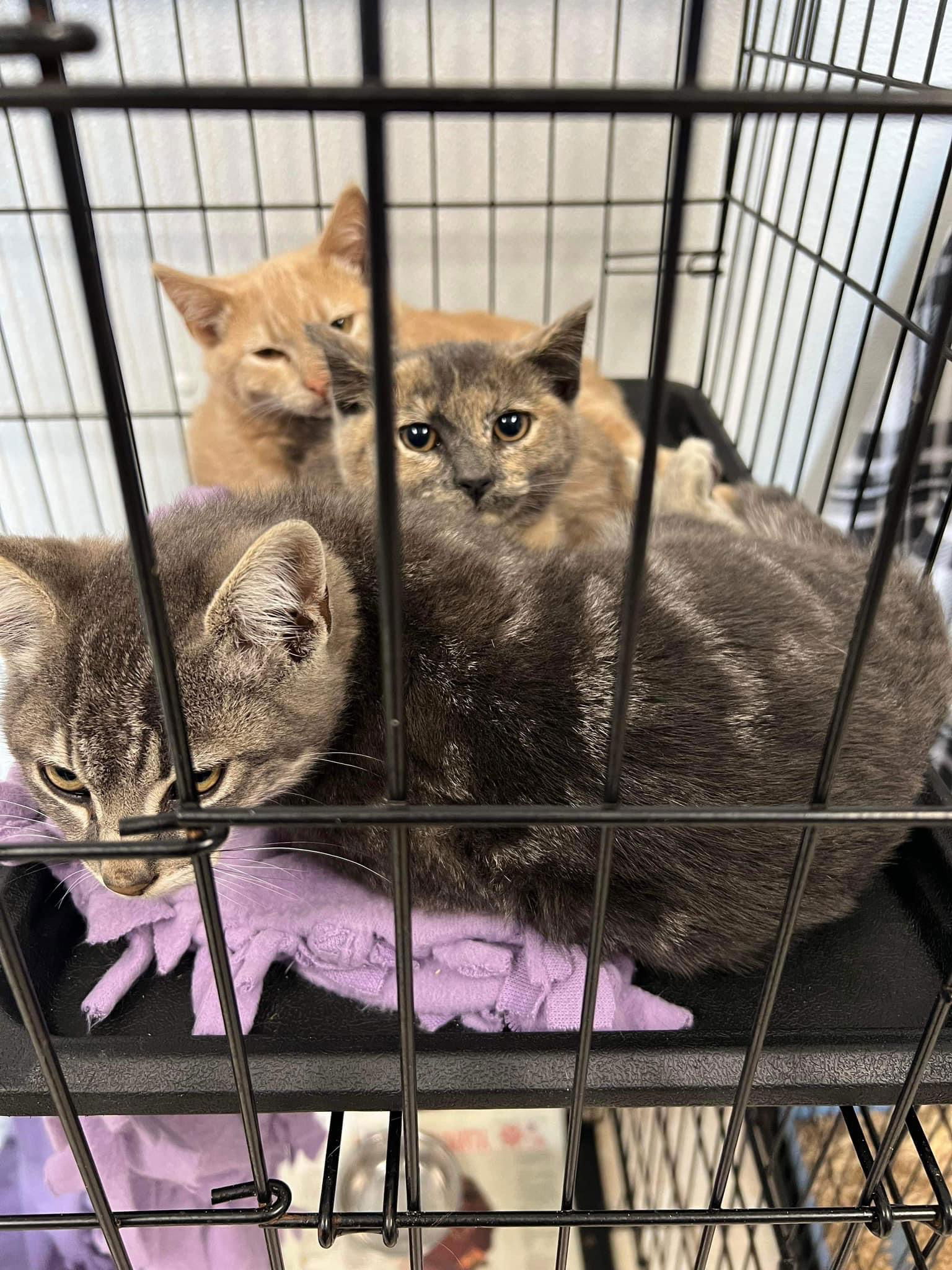 Cats for Adoption in Hamden, Connecticut | Alpha Paw