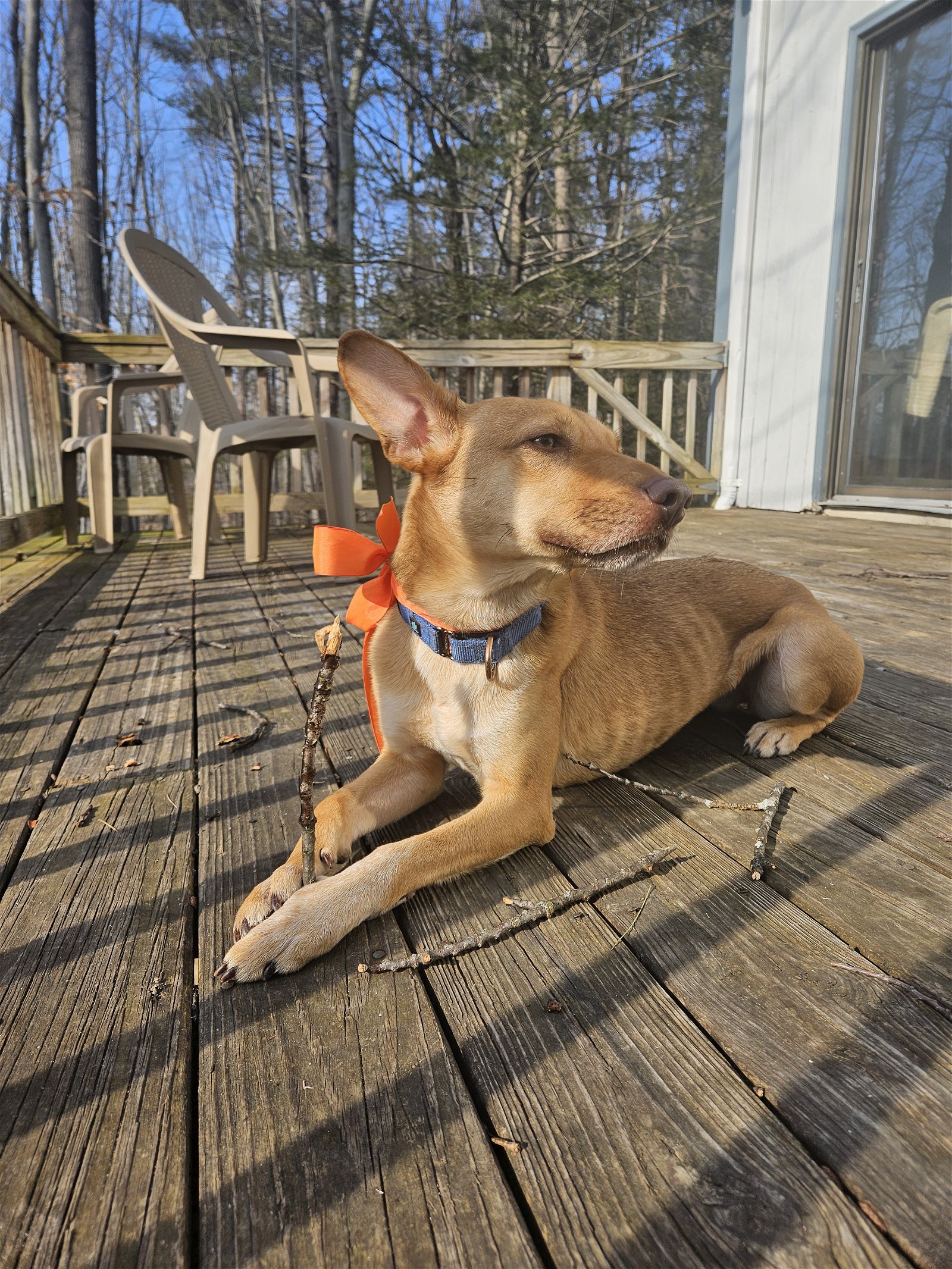 adoptable Dog in Wilton, NH named TOONER AKA TUNA