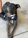 ARCHIE - Photo 1