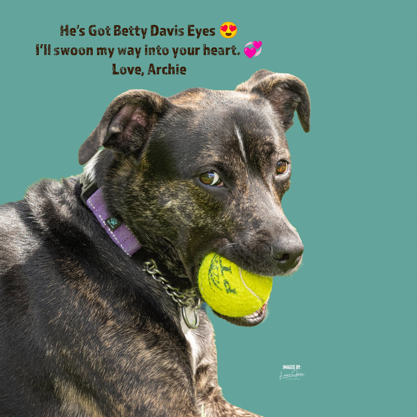 ARCHIE, photo 3