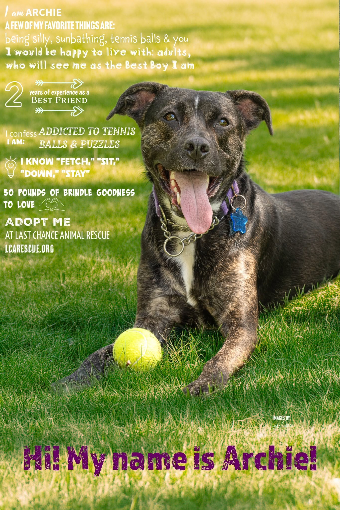 ARCHIE, photo 4
