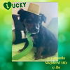 LUCKY